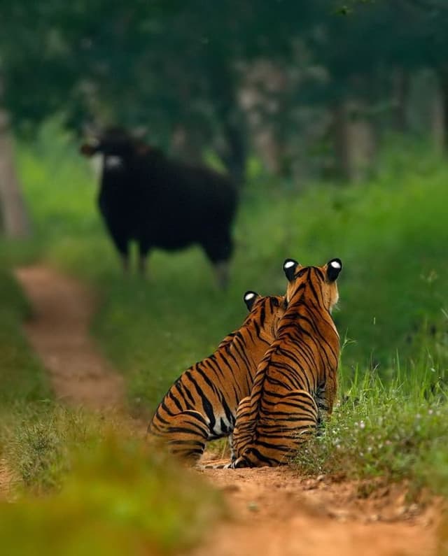 Bandipur (Wildlife)